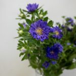 アスター、エゾギク