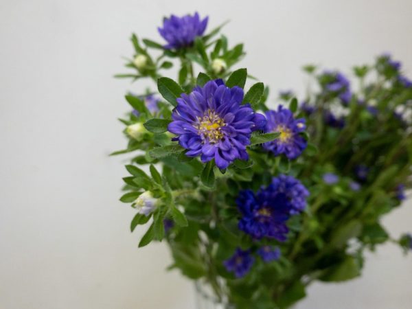 アスター、エゾギク