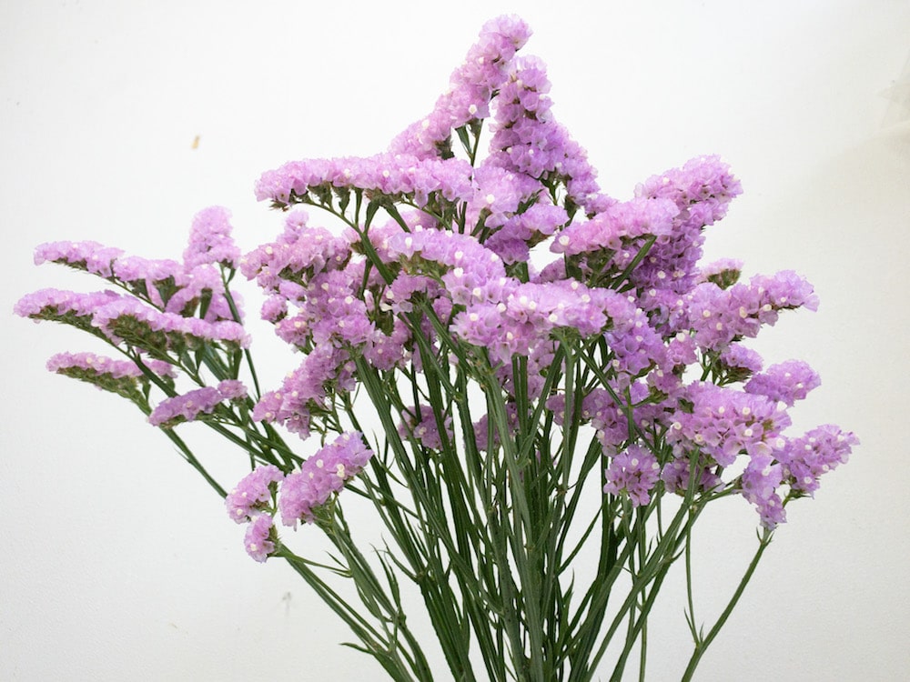 スターチス　切り花