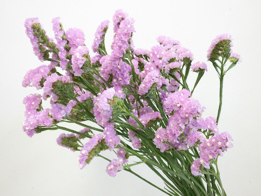 スターチス　ピンク