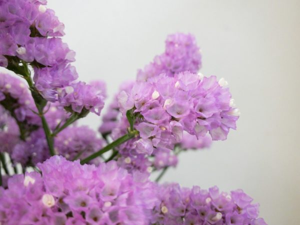 シャンディピンク　スターチス