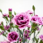 トレンディーテッシノ　スプレーカーネーション