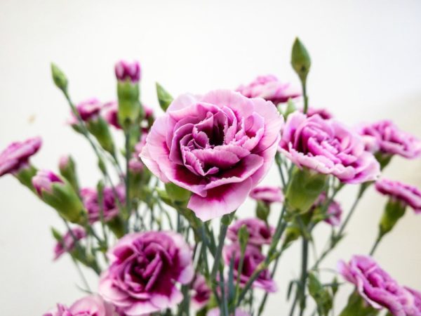 トレンディーテッシノ　スプレーカーネーション