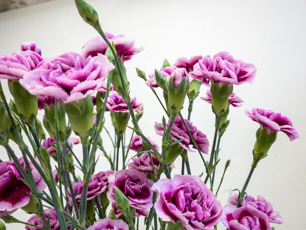 トレンディーテッシノ