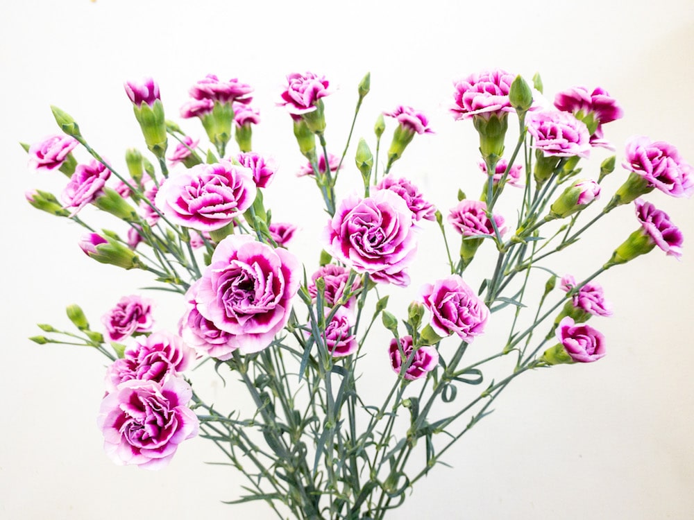 スプレーカーネーション