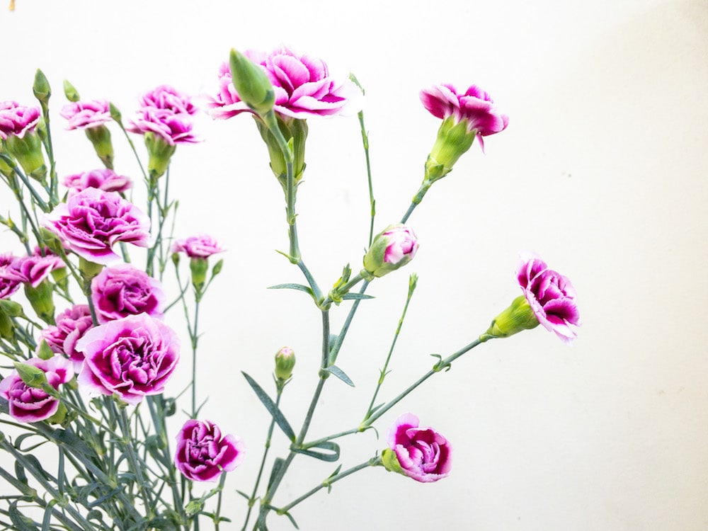 カーネーション　トレンディーテッシノ