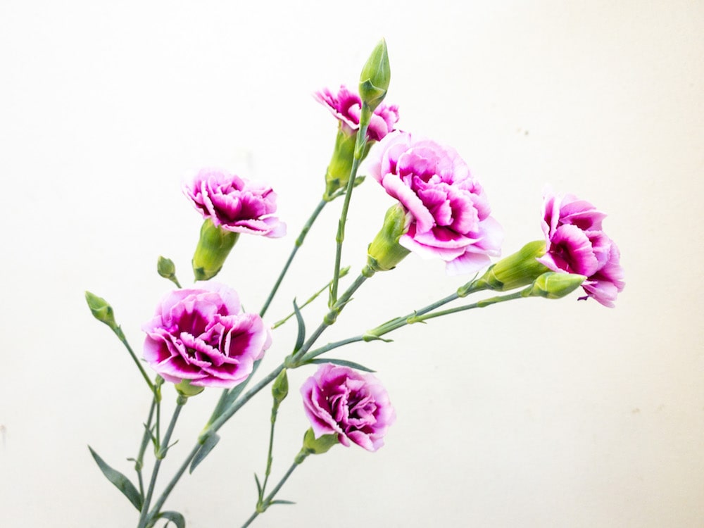 スプレーカーネーション　複色