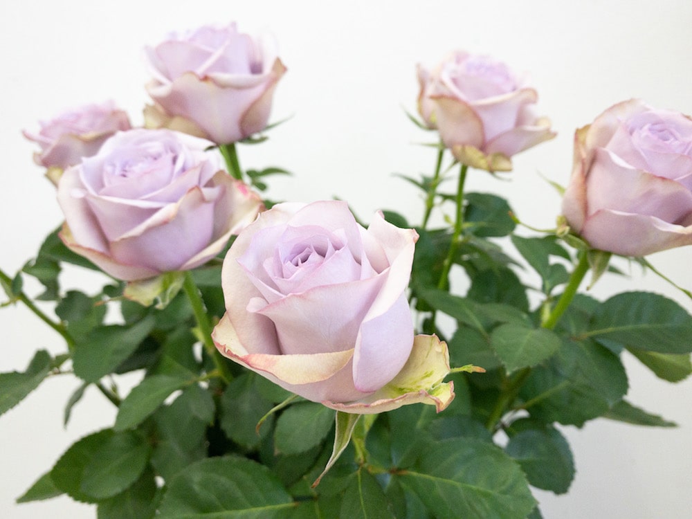 ライラッククラシック