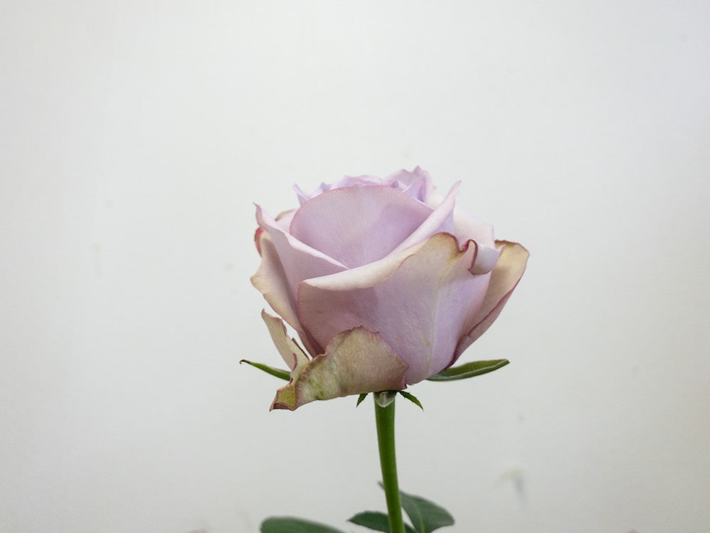 ライラッククラシック　切り花