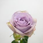 ライラッククラシック バラ(薔薇)
