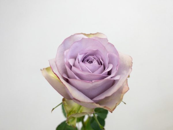 ライラッククラシック　バラ（薔薇）