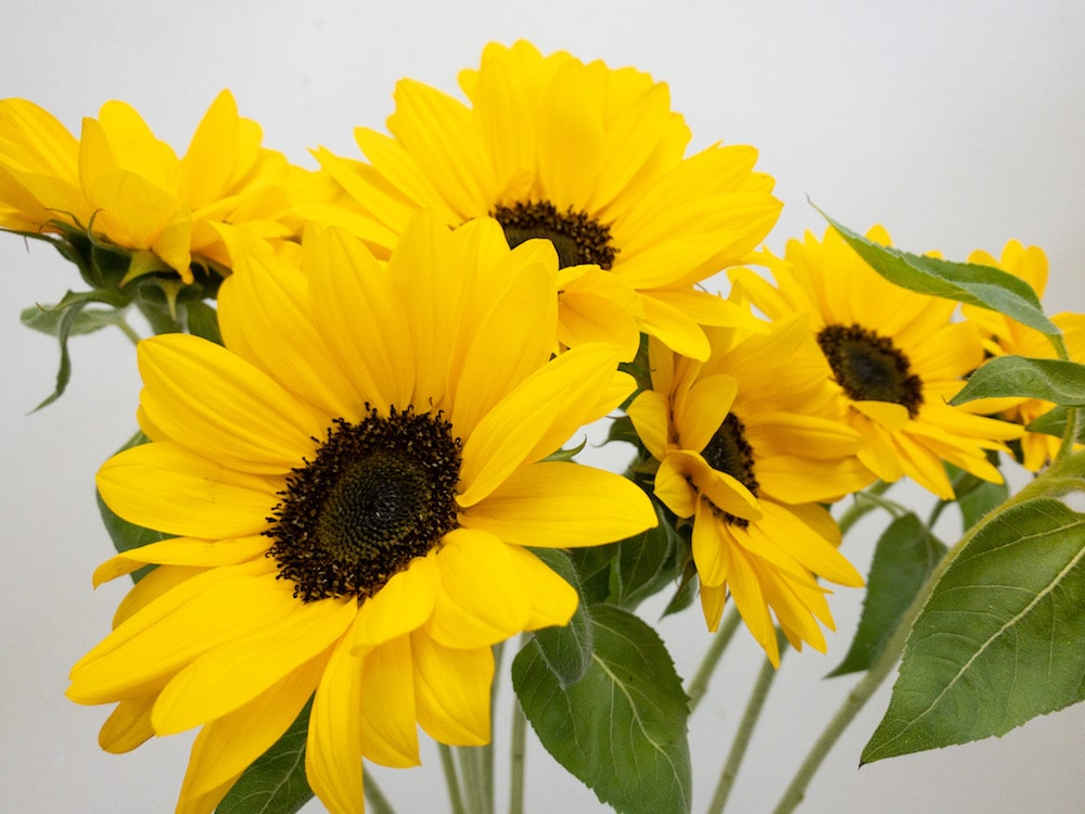 ビンセントネーブル