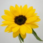 ビンセントネーブル ひまわり(向日葵)