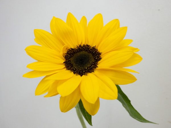 ビンセントネーブル　ひまわり（向日葵）