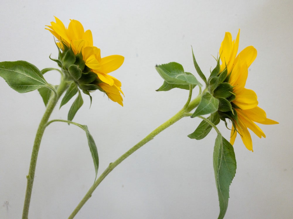 向日葵　ビンセントネーブル