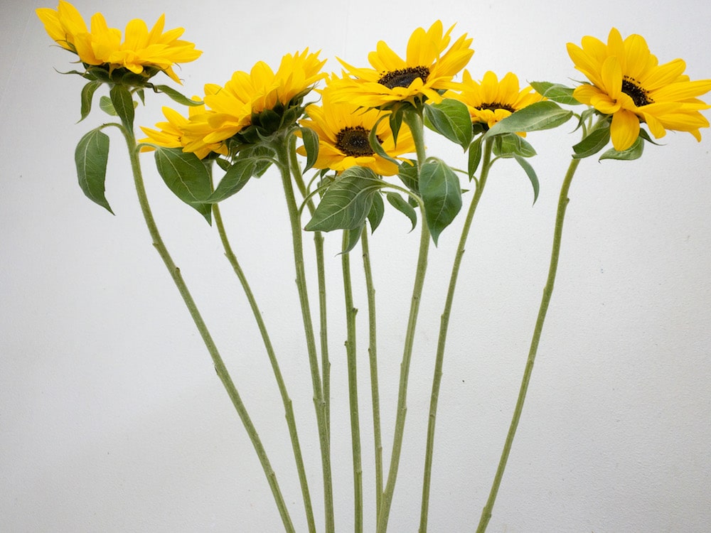 ビンセントネーブル　向日葵