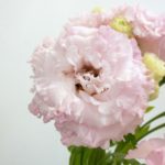 セレブクイーン トルコキキョウ, トルコギキョウ, ユーストマ