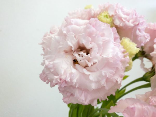 セレブクイーン トルコキキョウ, トルコギキョウ, ユーストマ