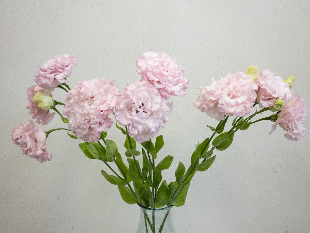 トルコキキョウ 画像