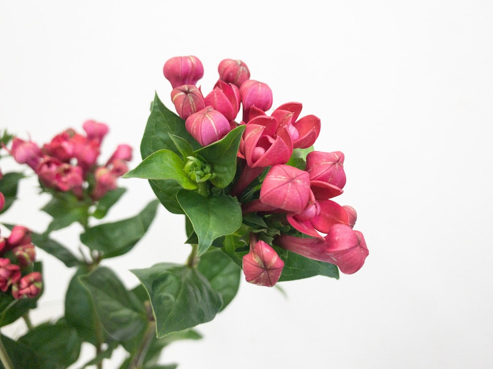 ブバルディア　品種