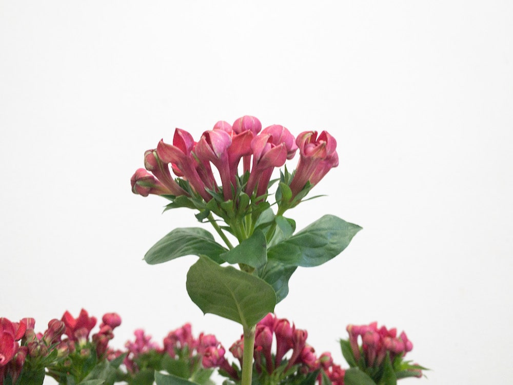 ブバルディア　花