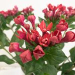 ダイヤモンドボルドー　ブバルディア