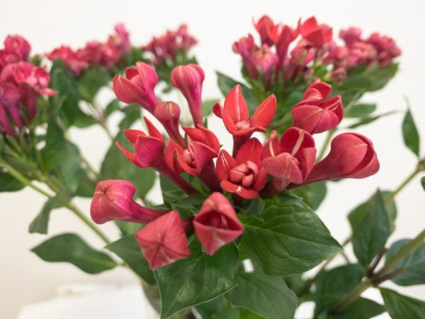 ダイヤモンドボルドー　ブバルディア