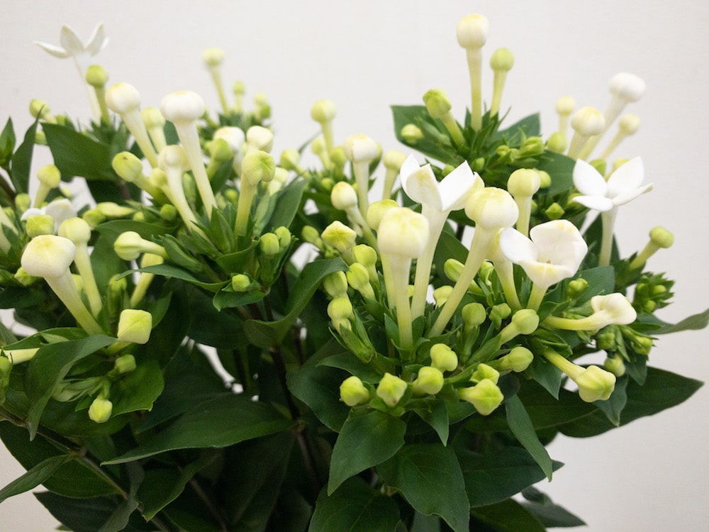 ホワイトスープリーム