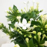 ホワイトスープリーム　ブバルディア