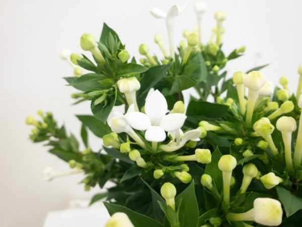 ホワイトスープリーム　ブバルディア