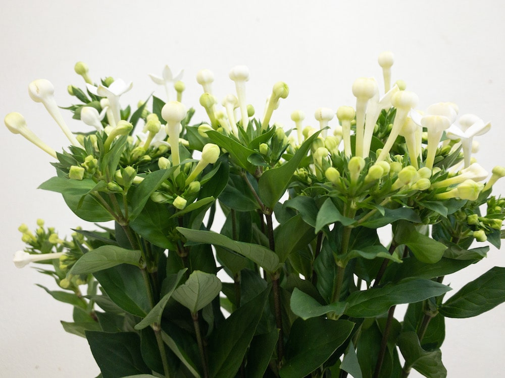 ブバルディア　白