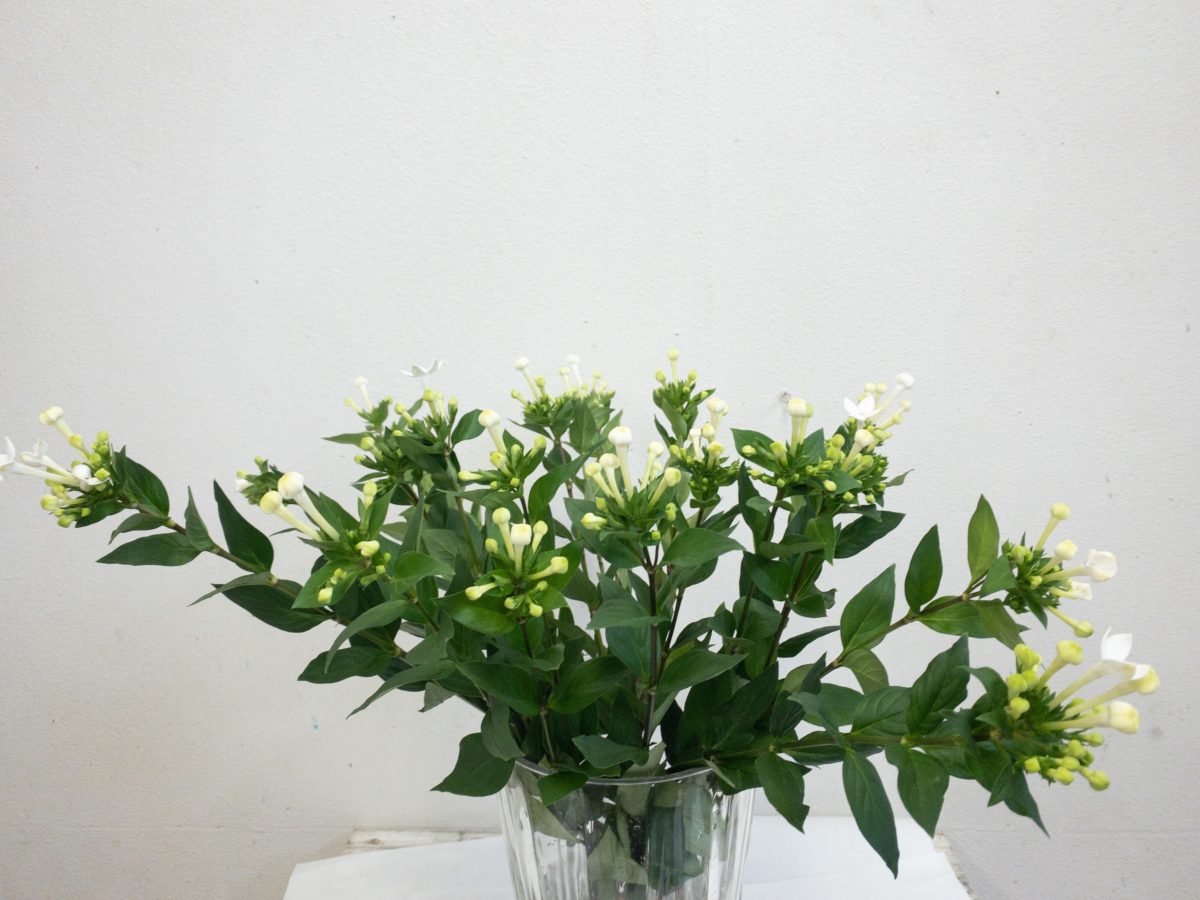 ブバルディア　品種