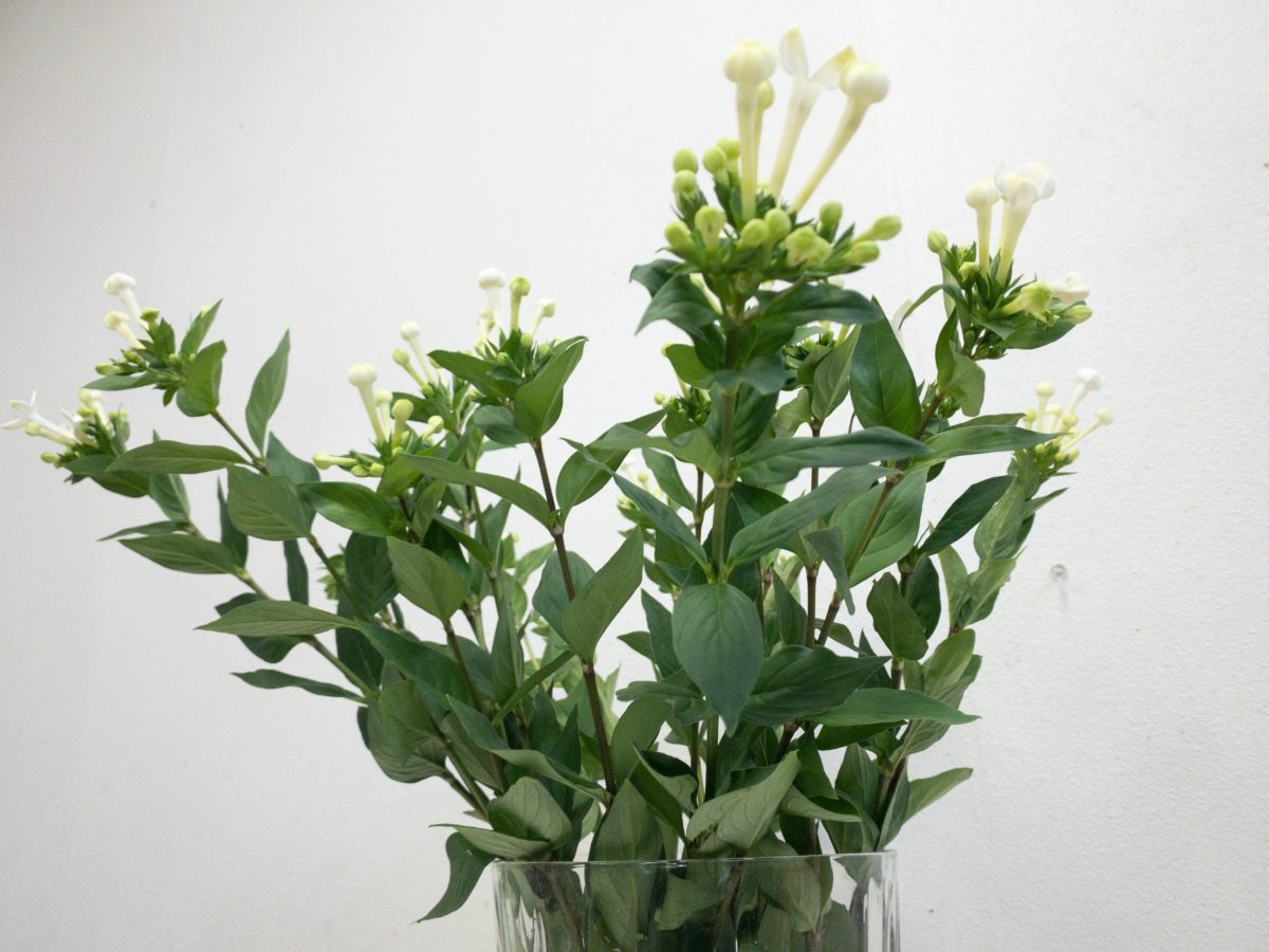 ブバルディア　切り花