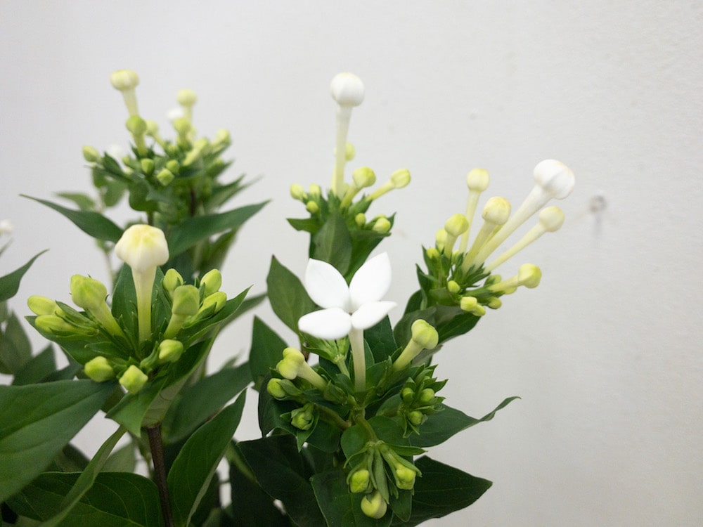 ブバルディア　ホワイトスープリーム