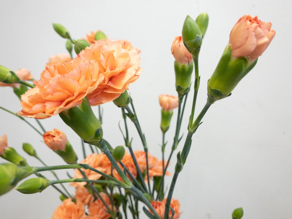 オレンジウェーブ