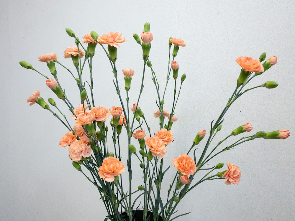 スプレーカーネーション　切り花