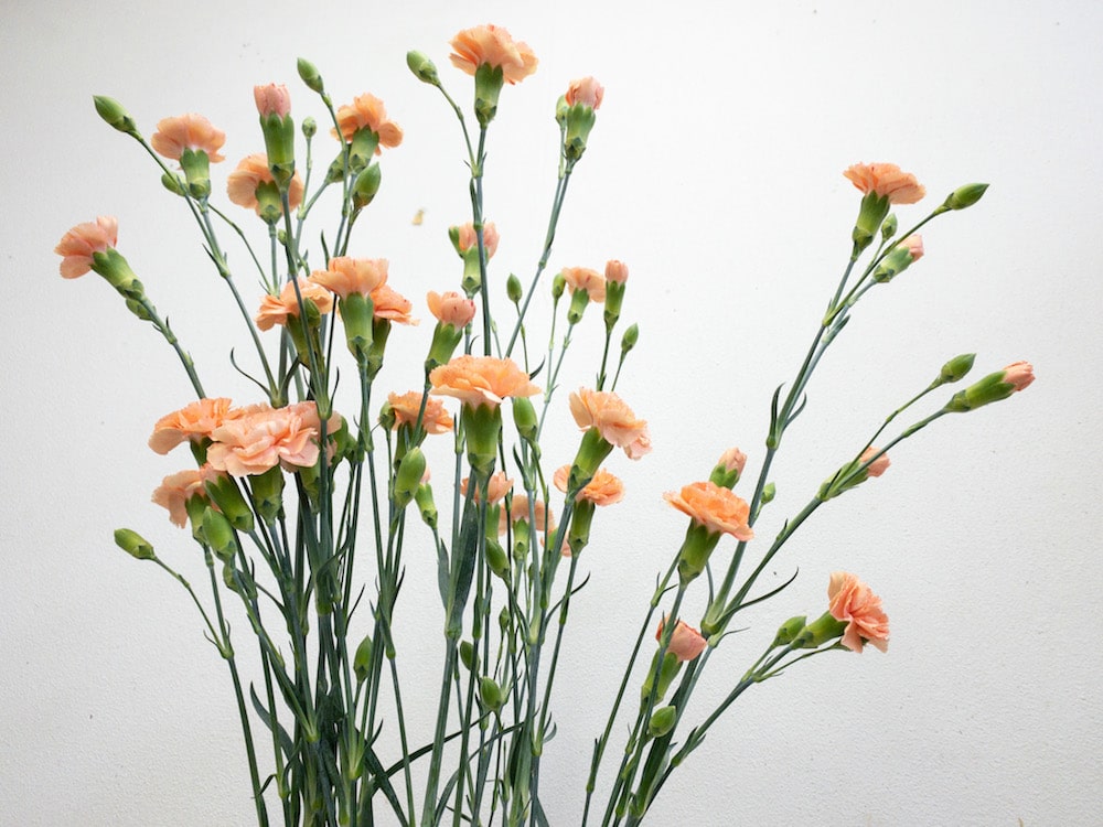 スプレーカーネーション　オレンジ