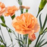 オレンジウェーブ　スプレーカーネーション