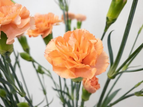 オレンジウェーブ　スプレーカーネーション