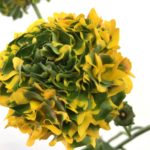 ポンポンメルリーノ　ラナンキュラス