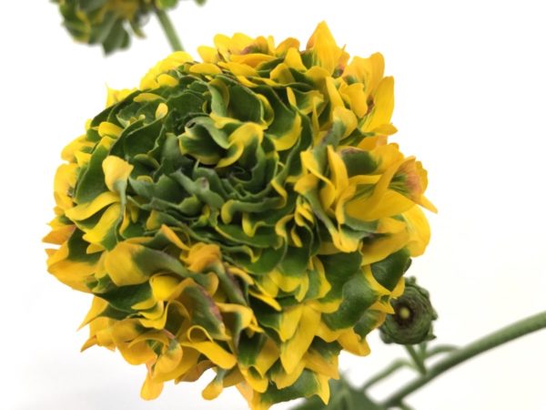 ポンポンメルリーノ　ラナンキュラス