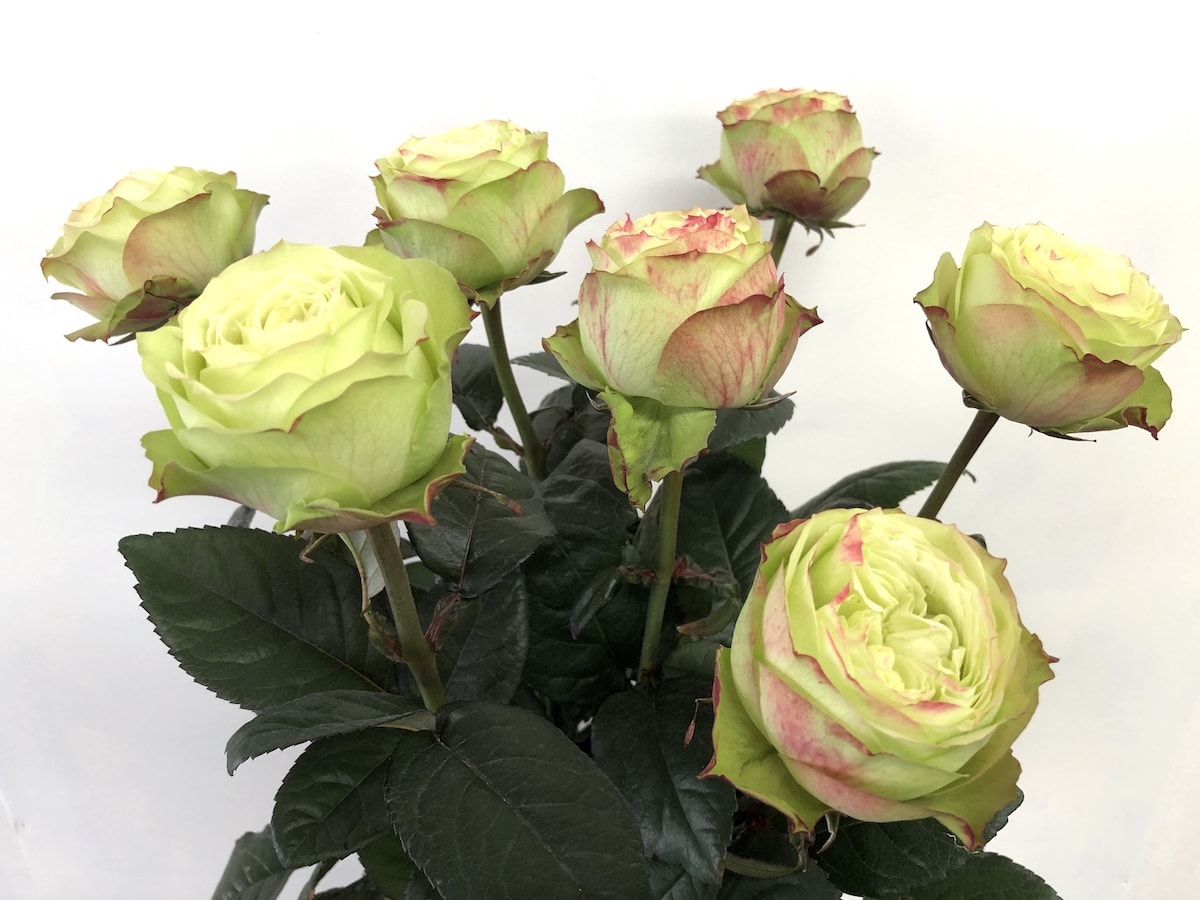 バラ　グリーン　画像