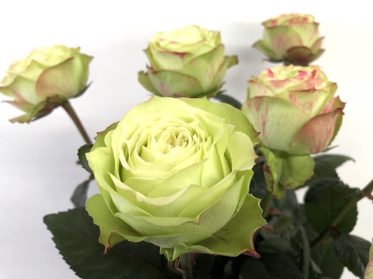 グリーンフィールド バラ（薔薇） | 【 切り花 図鑑 】写真と名前別、季節別、月別、色別、種類別で探せる切り花専門の花図鑑