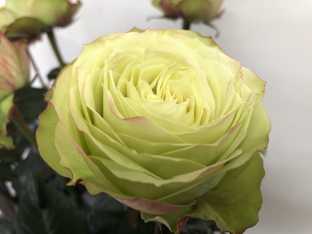 グリーンフィールド バラ　画像