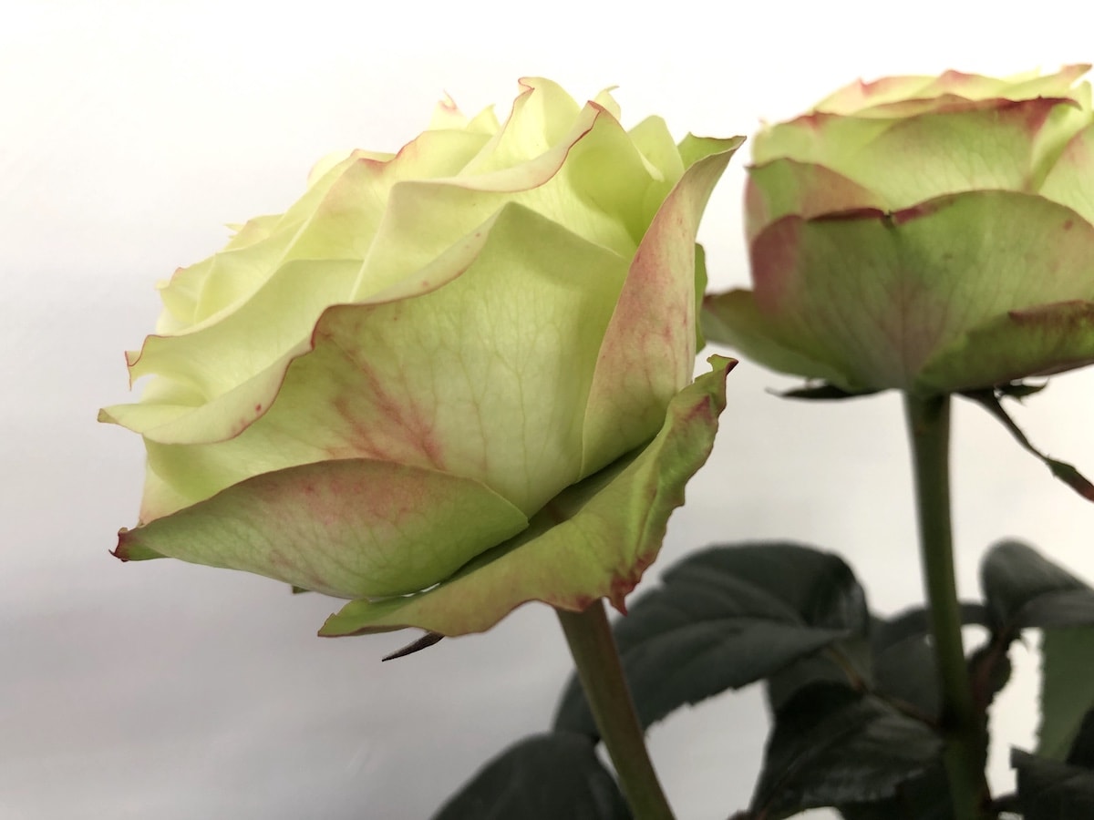 グリーンフィールド 薔薇