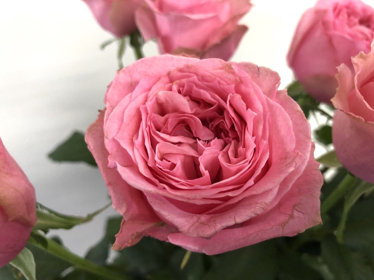 薔薇　ジュエリーボックス