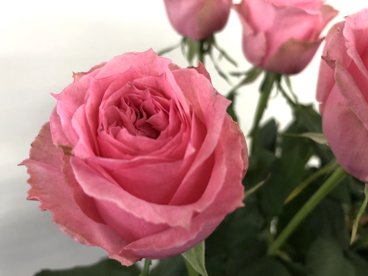 バラ　ジュエリーボックス