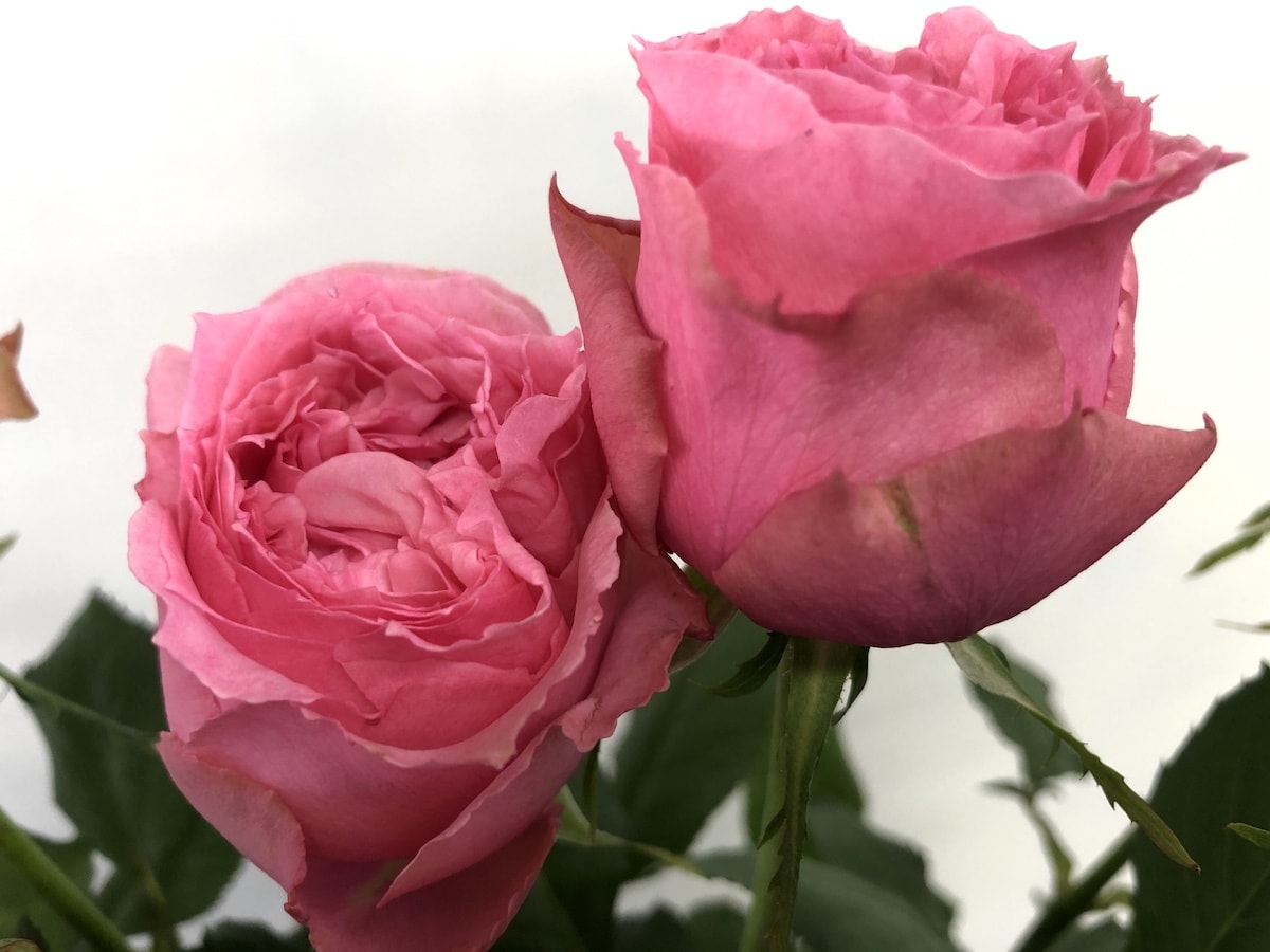 ジュエリーボックス 薔薇　画像