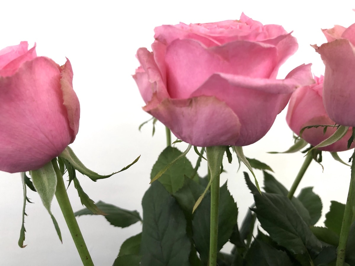 ジュエリーボックス バラ　画像