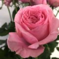 ジュエリーボックス　バラ　薔薇